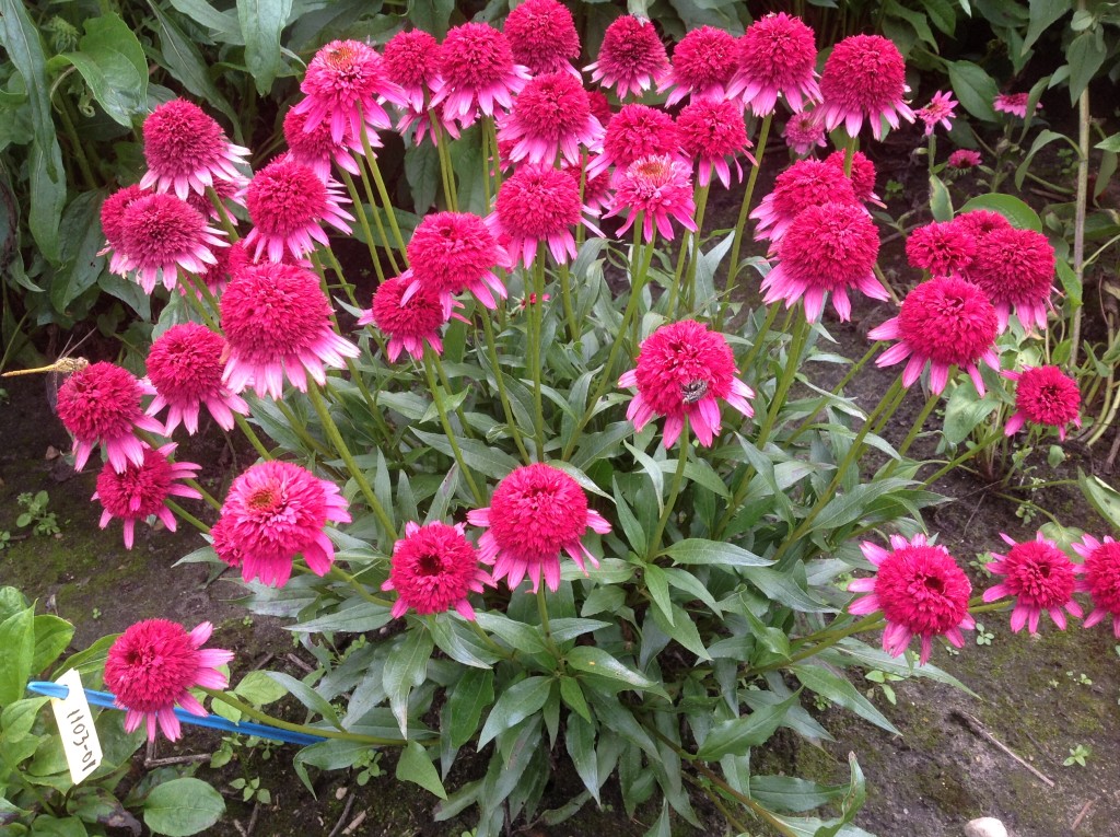 Echinacea purpurea 'Sweet Sixteen'